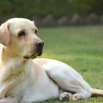 Lab Dog Prices in India