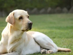 Lab Dog Prices in India