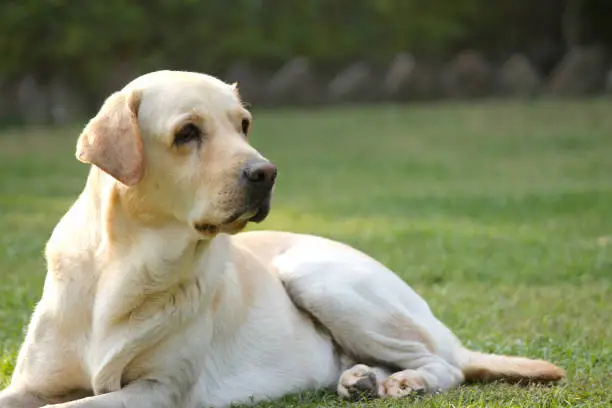 Lab Dog Prices in India