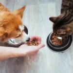 Pet-Friendly Recipes: Homemade Treats and Meals