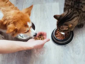 Pet-Friendly Recipes: Homemade Treats and Meals