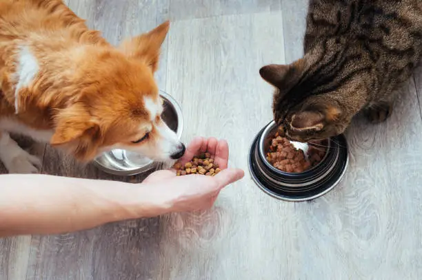 Pet-Friendly Recipes: Homemade Treats and Meals