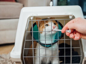 Preventing Feline Upper Respiratory Infections: Essential Tips for Cat Owners