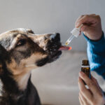 What to Expect After Your Pet’s Vaccines: Reactions, Side Effects, and Care Tips