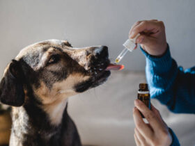 What to Expect After Your Pet’s Vaccines: Reactions, Side Effects, and Care Tips