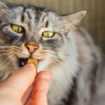 The Healthiest Dog and Cat Treats: What to Look For and What to Avoid