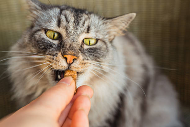 The Healthiest Dog and Cat Treats: What to Look For and What to Avoid