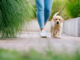 The Health Benefits of Owning a Pet