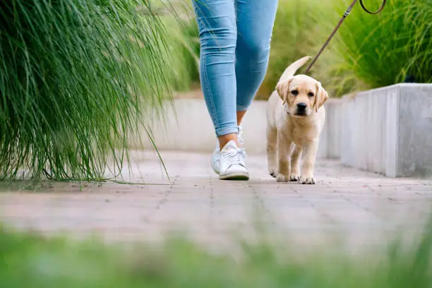 The Health Benefits of Owning a Pet