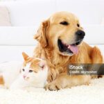 10 Essential Tips for Introducing a Dog to a Cat-Friendly Home