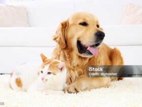 10 Essential Tips for Introducing a Dog to a Cat-Friendly Home