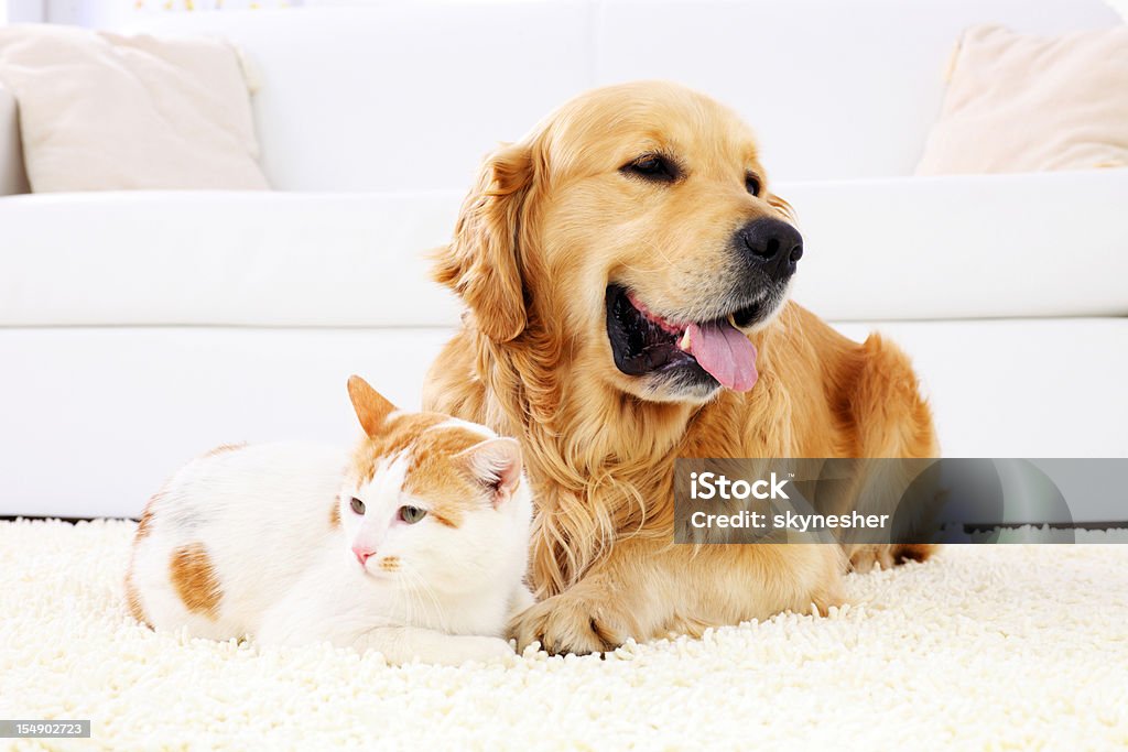 10 Essential Tips for Introducing a Dog to a Cat-Friendly Home