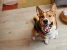 Should I Adopt a Dog? Here Are 8 Things to Consider First, According to a Trainer