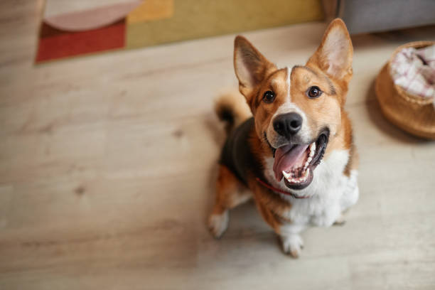 Should I Adopt a Dog? Here Are 8 Things to Consider First, According to a Trainer