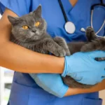 How to Create a Pet Emergency Plan