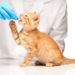 From Sneezes to Sores: Recognizing Feline Calicivirus Signs in Cats