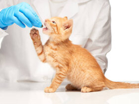 From Sneezes to Sores: Recognizing Feline Calicivirus Signs in Cats