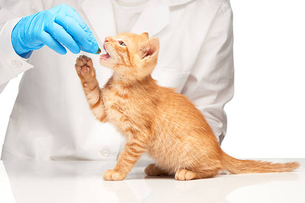 From Sneezes to Sores: Recognizing Feline Calicivirus Signs in Cats