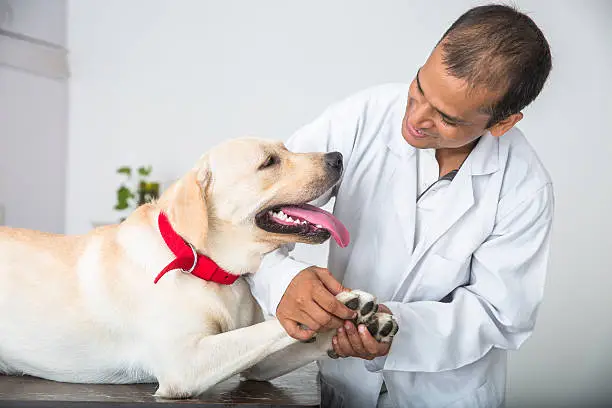 How to Treat a Dog Ear Infection: A Comprehensive Guide