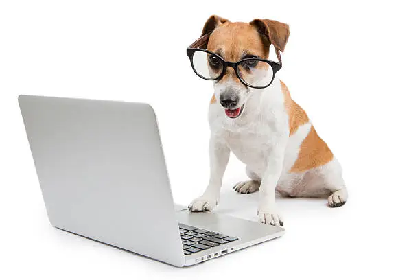 How to Make Your Pet an Internet Sensation