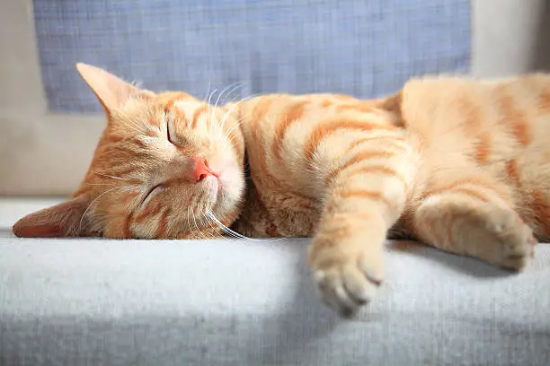 Cute Pictures of Cats: The Ultimate Guide to Adorable Feline Photos