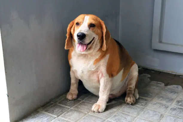 Obesity in Pets: How to Prevent Weight-Related Diseases in Dogs and Cats