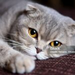 Common Dog and Cat Diseases and How to Prevent Them