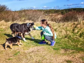 The Benefits of Crate Training Your Dog