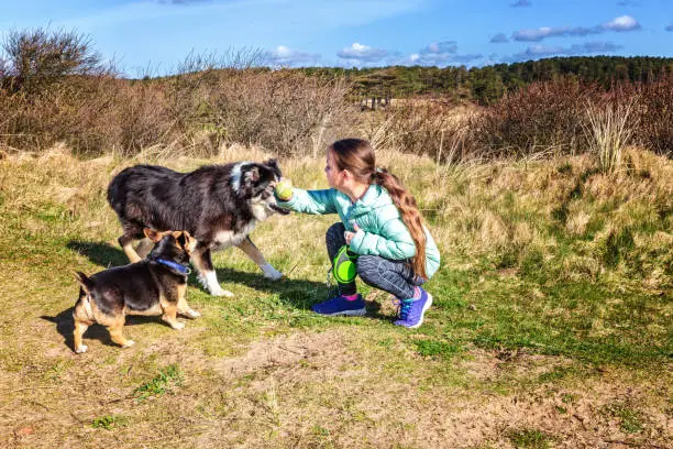 The Benefits of Crate Training Your Dog