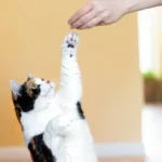 How to Train Your Cat: Yes, It’s Possible!