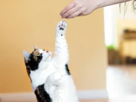 How to Train Your Cat: Yes, It’s Possible!