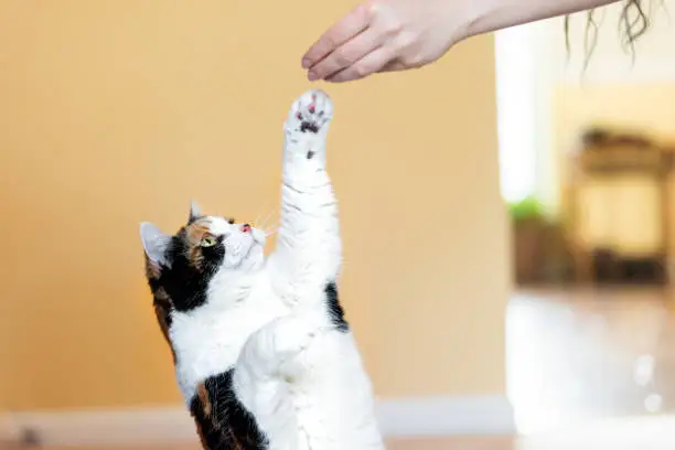 How to Train Your Cat: Yes, It’s Possible!