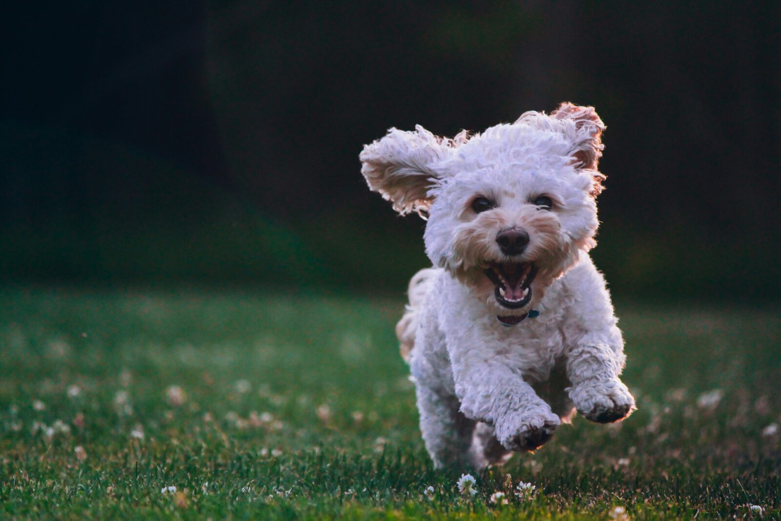 Lhasa Apso: The Ultimate Guide to This Charming Dog Breed