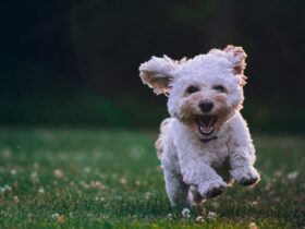 Lhasa Apso: The Ultimate Guide to This Charming Dog Breed