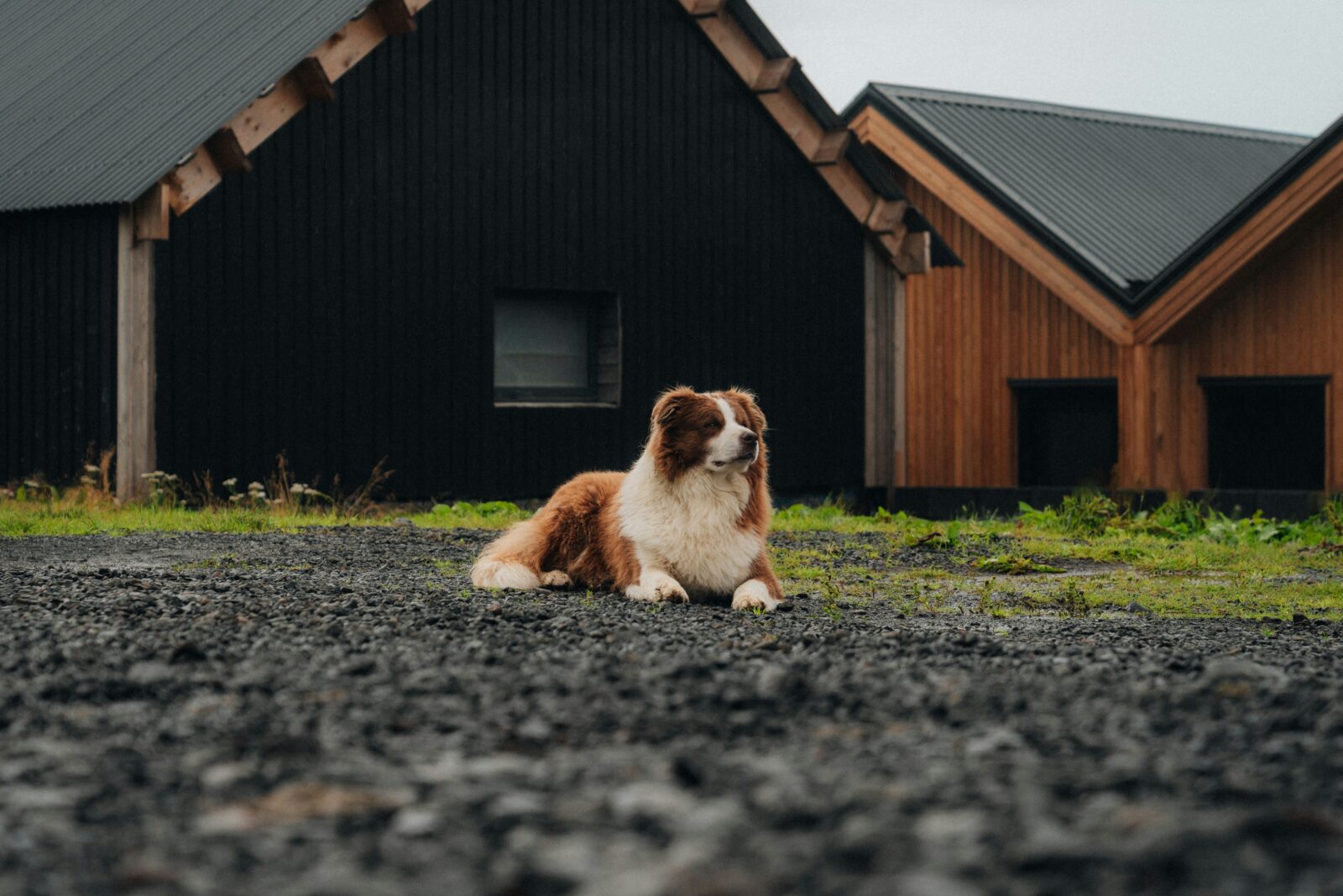 The Ultimate Guide to Road Trips with Pets: Tips for Safe and Enjoyable Travel