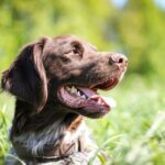 Dangerous Foods for Dogs