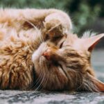 10 Signs Your Cat Loves You: Understanding Feline Affection