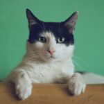 The Benefits of Spaying or Neutering Your Cat