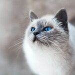 How to Create a Safe Outdoor Space for Your Cat