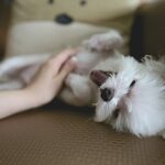 How to Avoid Urinary Tract Infections in Cats and Dogs: Essential Prevention Tips