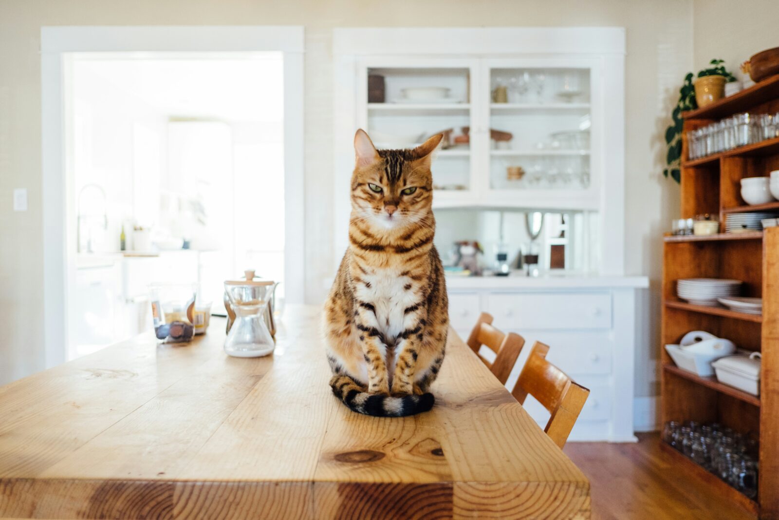 How to Deal with a Cat's Separation Anxiety