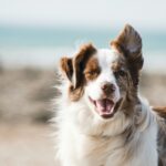 Best Dog Breeds for First-Time Owners: Find Your Perfect Match