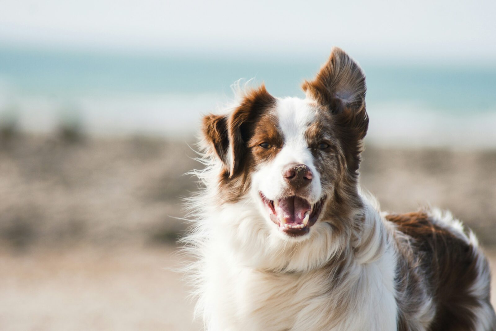 Best Dog Breeds for First-Time Owners: Find Your Perfect Match