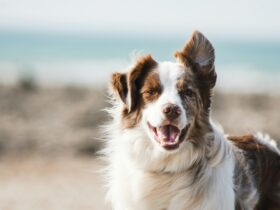 Best Dog Breeds for First-Time Owners: Find Your Perfect Match