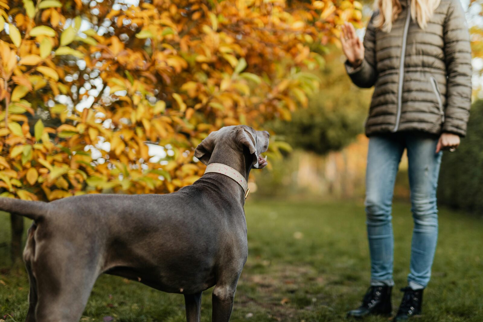 The Importance of Play: Why Your Dog Needs the Right Toys