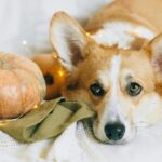 Halloween Safety Tips for Pets