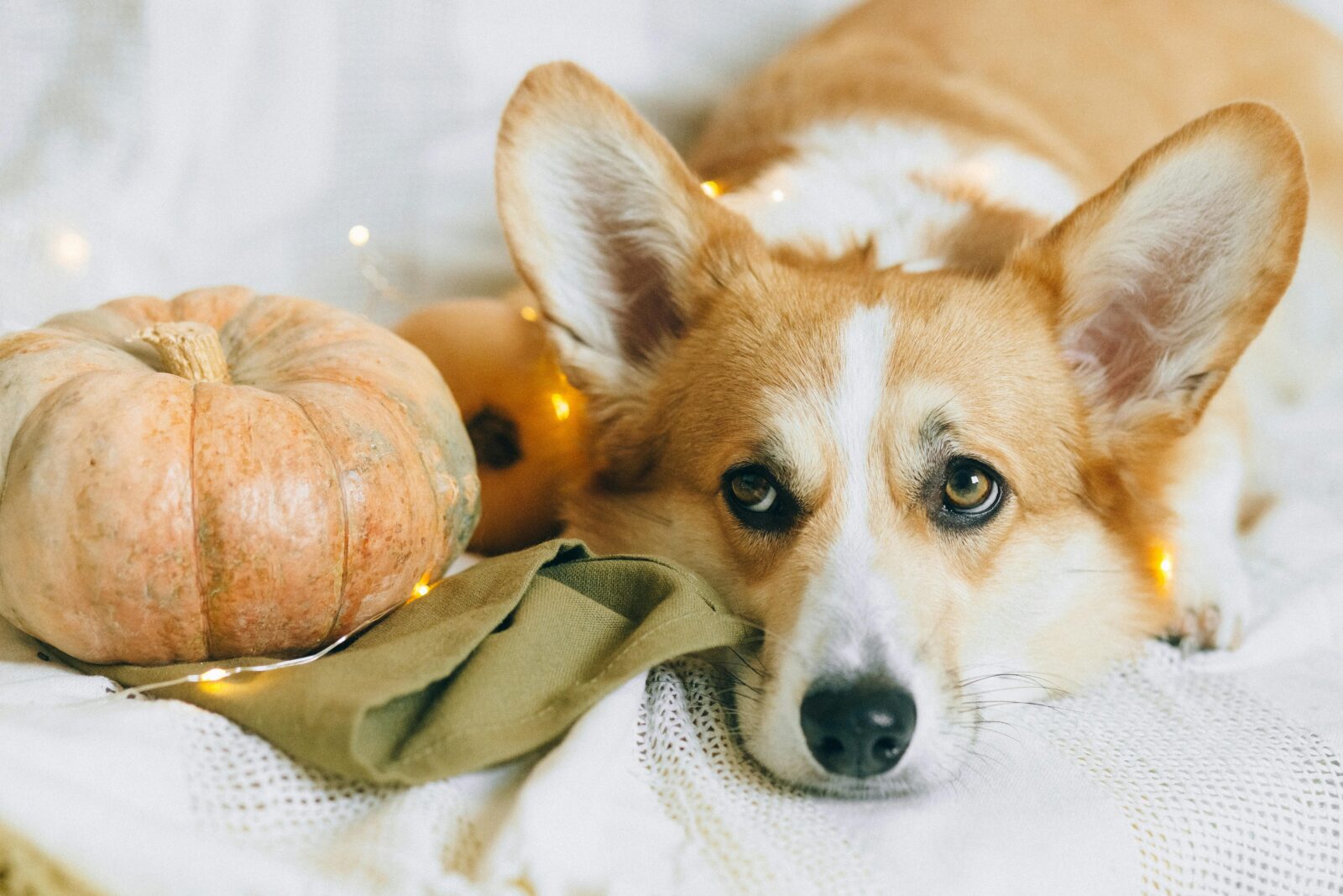 Halloween Safety Tips for Pets