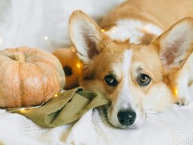 Halloween Safety Tips for Pets