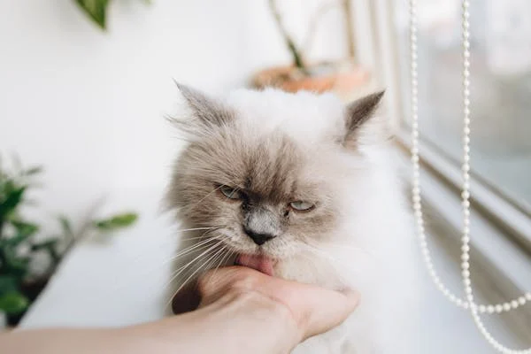 The Healing Power of Purring