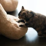 Why Do Cats Knead?